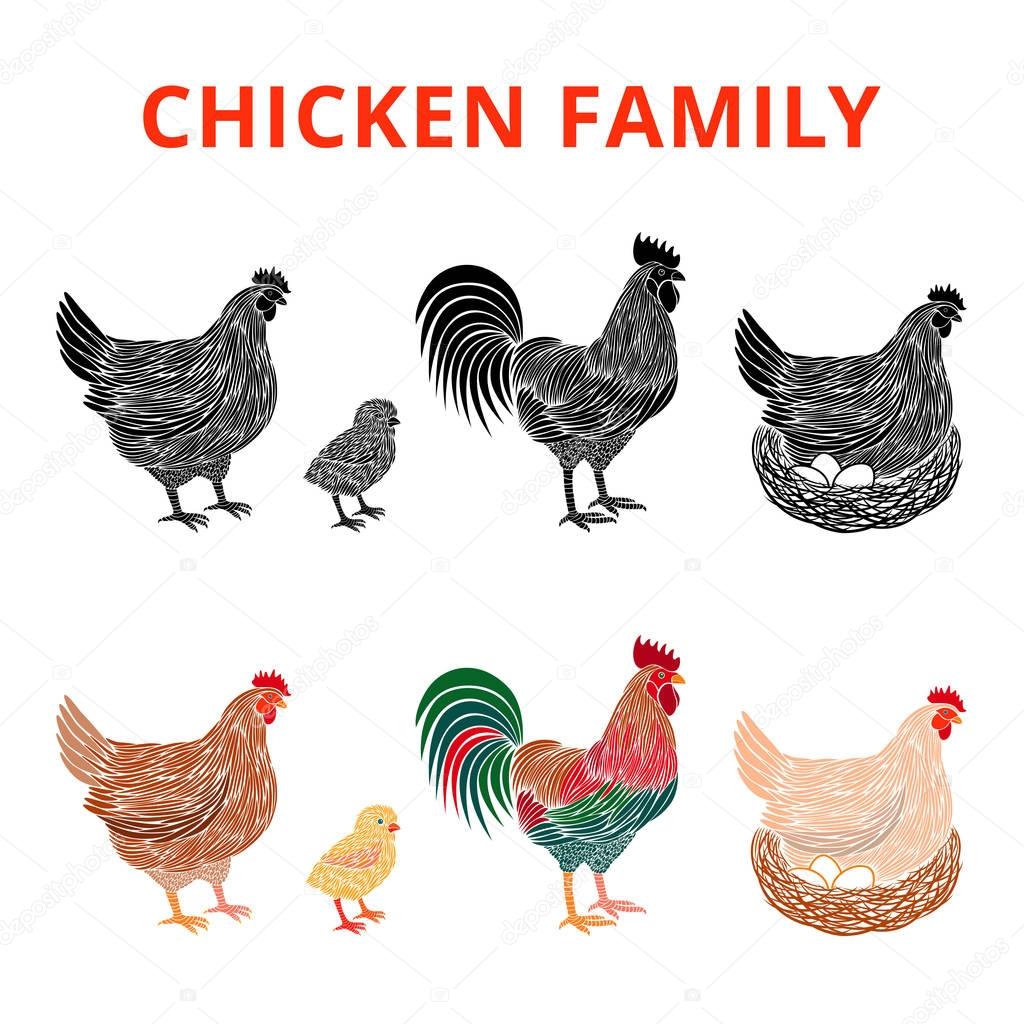 Chicken farm premium quality. Chickens family. Hen, chick, rooster.