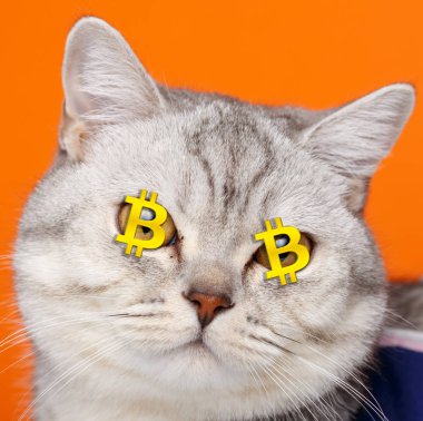 Bitcoins gözünde ile kripto kedi cryptocat