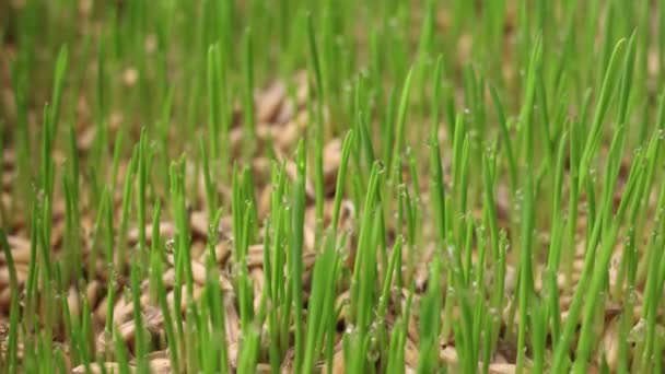 Timelapse Accelerated Growing Green Grass Sprouts Oats Seeds — Stock Video