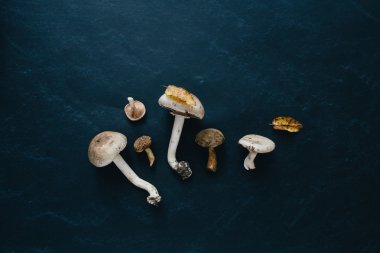 Karışık mantar. Vahşi champignon, süt mantar, russule, volan mantar ve siyah arka plan üzerine düşen yapraklar