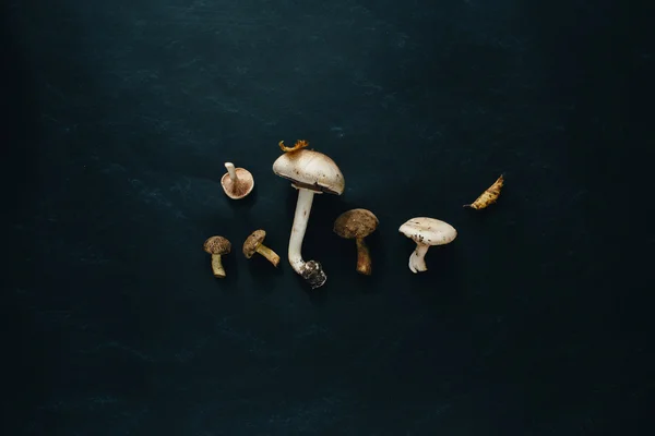 Mixed mushrooms. Wild champignon, milk mushroom, russule, flywheel mushroom and fallen leaves on black background