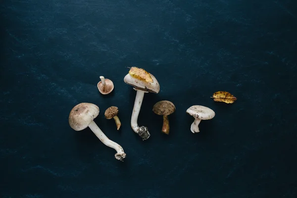 Mixed mushrooms. Wild champignon, milk mushroom, russule, flywheel mushroom and fallen leaves on black background