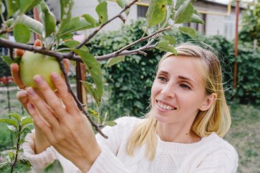 Beyaz kazaklı genç sarışın kadın bahçedeki bir ağaçtan elma topluyor.