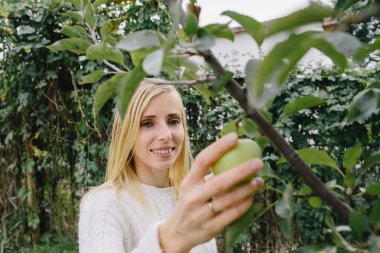 Beyaz kazaklı genç sarışın kadın bahçedeki bir ağaçtan elma topluyor.