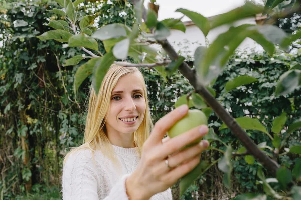 Giovane donna bionda in un maglione bianco che raccoglie mele da un albero in giardino — Foto Stock