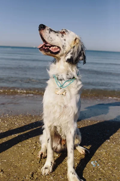 Lindo perro se sienta en la playa — Foto de Stock