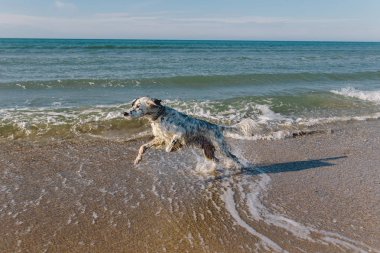  Deniz dalgaları arasında çalışan köpek 