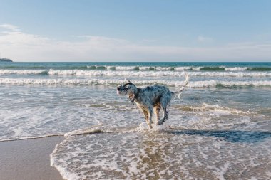  Islak Köpek yüzdükten sonra sallanıyor.