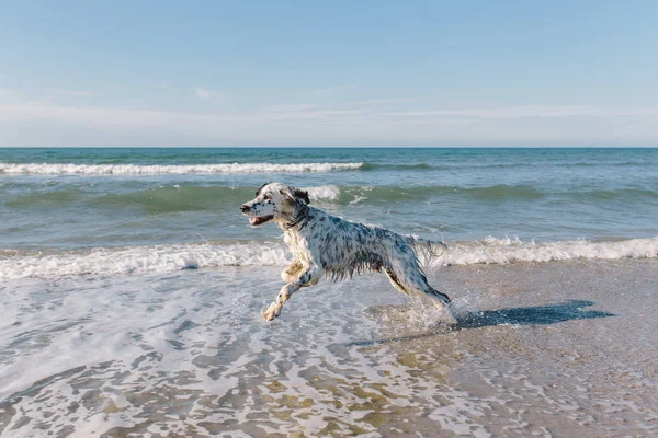 Dog runs among the sea waves — Stock Photo, Image
