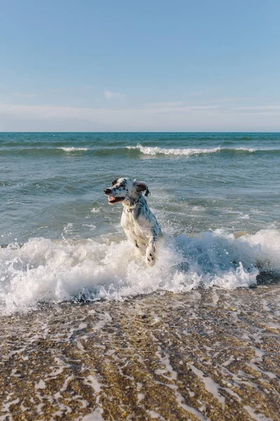 Dog running among the sea waves — Stock Photo, Image