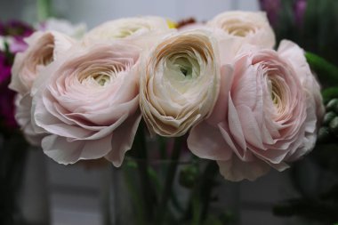 Soluk pembe ve beyaz Düğünçiçeği