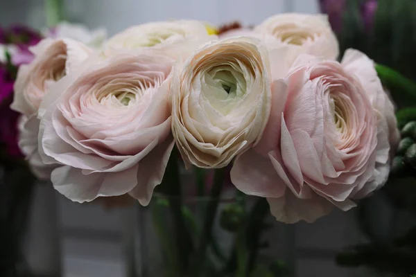Blady Jaskier różowy i biały — Zdjęcie stockowe