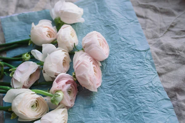 Soluk pembe ve beyaz Düğünçiçeği — Stok fotoğraf