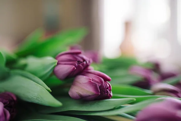 Flower fialové tulipány — Stock fotografie
