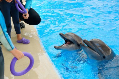 happy smiling bottlenose dolphin and child playing with colorful ring in blue water in sea. Dolphin Assisted Therapy clipart