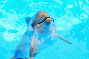 Mutlu gülümseyen şişe burunlu yunus denizde mavi suda oynuyor..