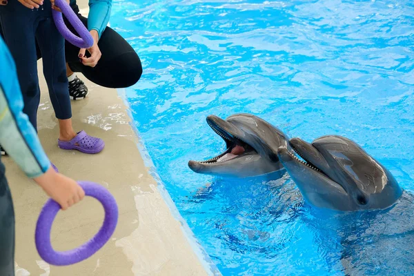 Gledelig Smilende Tumlerdelfin Barn Som Leker Med Fargerik Ring Blått – stockfoto