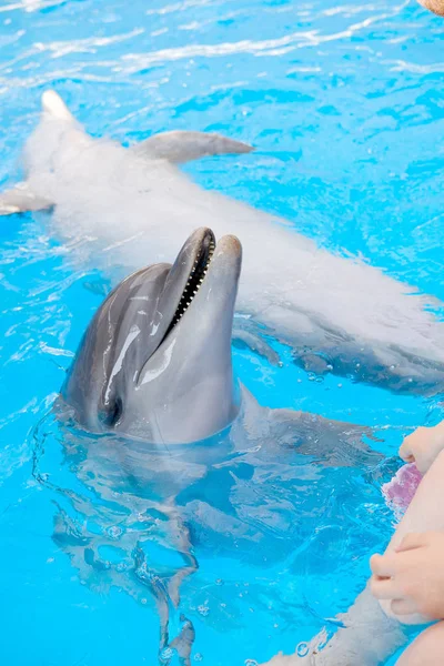 Happy Smiling Bottlenose Dolphin Playing Colorful Ring Blue Water Sea — Stock Photo, Image