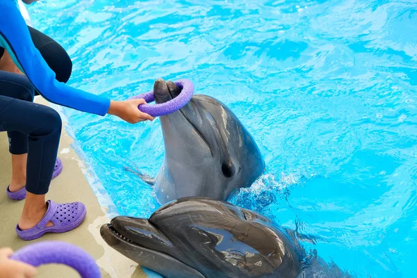 Gledelig Smilende Tumlerdelfin Barn Som Leker Med Fargerik Ring Blått – stockfoto