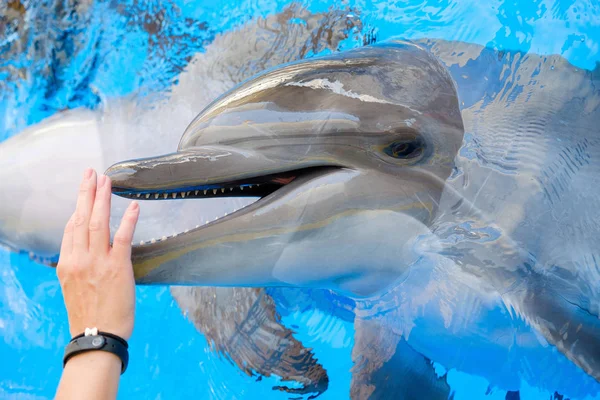 快乐的笑着宽吻海豚在蓝水里和女人玩耍 海豚素辅助疗法 — 图库照片