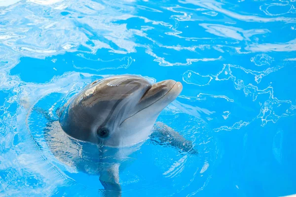 Happy Smiling Bottlenose Dolphin Playing Blue Water Sea — Stock Photo, Image