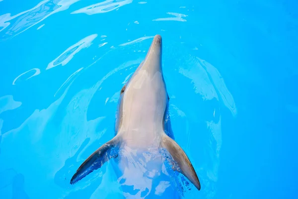 Feliz Sonriente Delfín Mular Jugando Agua Azul Mar — Foto de Stock