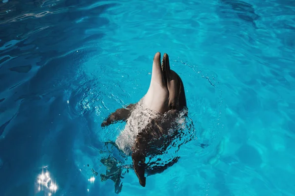Счастливый Улыбающийся Дельфин Играющий Голубой Воде Море — стоковое фото