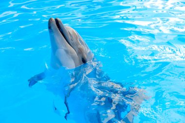 Mutlu gülümseyen şişe burunlu yunus denizde mavi suda oynuyor.