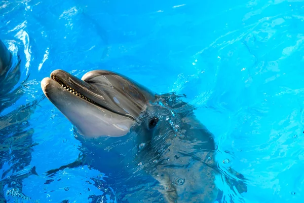 Glad Leende Flaskhals Delfin Spelar Blått Vatten Havet — Stockfoto