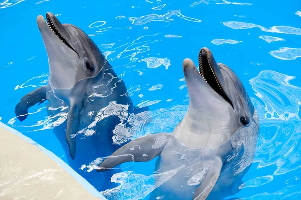 Glad Leende Flaskhals Delfin Spelar Blått Vatten Havet — Stockfoto