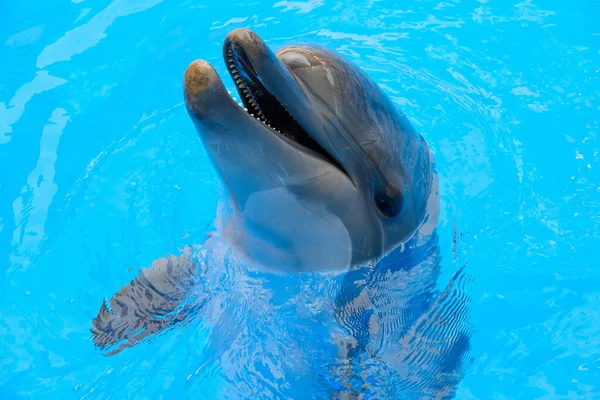 Glad Leende Flaskhals Delfin Spelar Blått Vatten Havet — Stockfoto