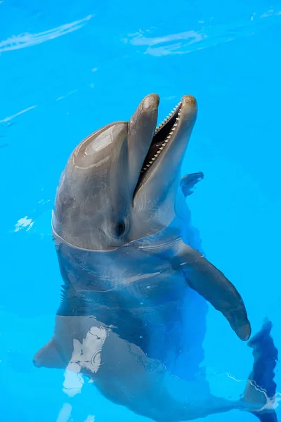 Glücklich Lächelnder Tümmler Spielt Blauen Wasser Meer — Stockfoto