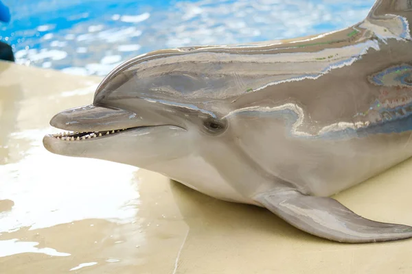 Söt Delfin Poolen — Stockfoto