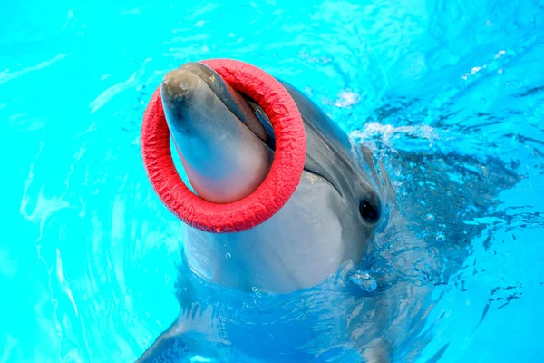 Rolig Delfin Poolen Med Blått Vatten — Stockfoto