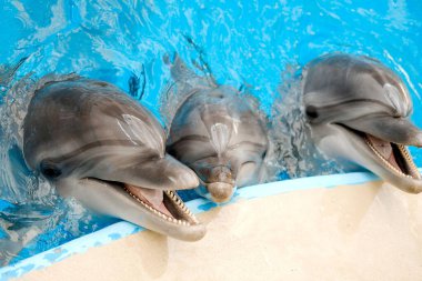 happy smiling bottlenose dolphins playing in blue water in sea clipart