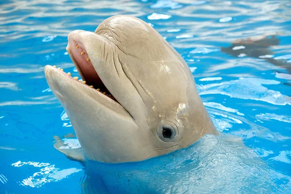 Beluga White Whale Blue Water Dolphin Assisted Therapy — Stock Photo, Image