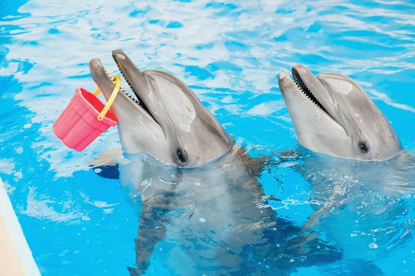 Child Bottlenose Dolphin Playing Colorful Bucket Blue Water Dolphin Assisted — Stock Photo, Image