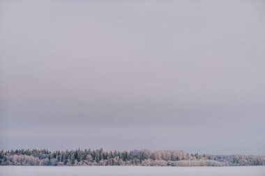 Orman ve karla kaplı alan