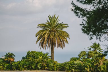 Palm Barcelona, İspanya