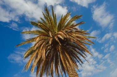 Palm Barcelona, İspanya