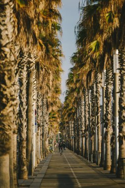 Palmiye ağacı sokakta Barcelona, İspanya