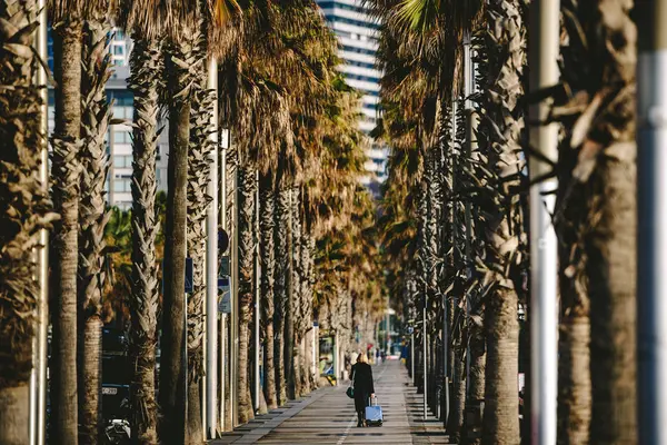 Callejón de palmeras en Barcelona, España —  Fotos de Stock