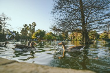 Park De la Ciutadella, Barcelona