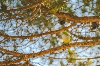 Dalın üzerinde oturan yeşil papağan