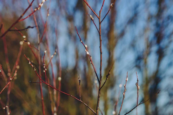 Äste Von Bäumen Mit Knospen Frühling — Stockfoto