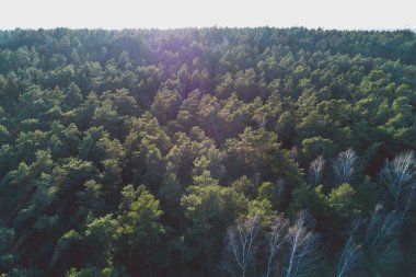 Yeşil güzel orman, yukarıdan görünüm. Litvanya doğa