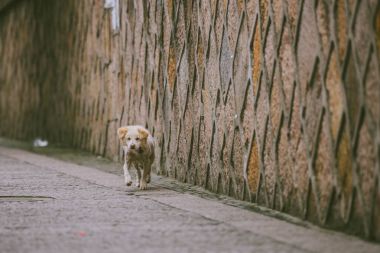 Zhujiajiao Antik şehir sokakta köpek köpek