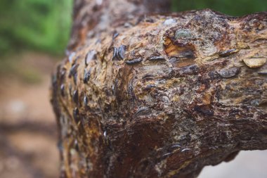 Paralar ağacında, Çin Mutianyu bölümü