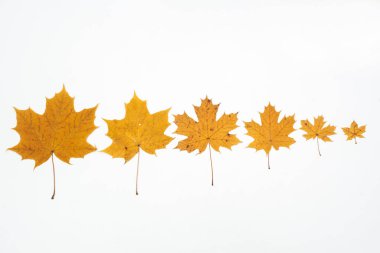 Beyaz arkaplanda sonbahar yaprakları