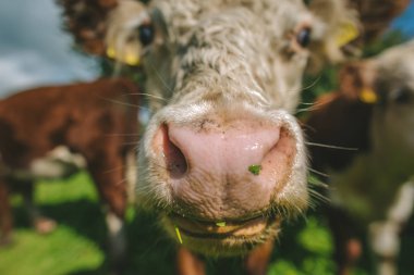 İnek ağız closeup
